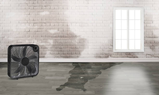 Best Water damage cleanup near me  in Meridian Village, CO